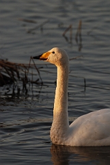 David Plant Photography - Wildlife Photographer - Whooper swan head - C